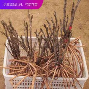 牡丹苗 牡丹种子 观赏牡丹苗 泰盛牡丹