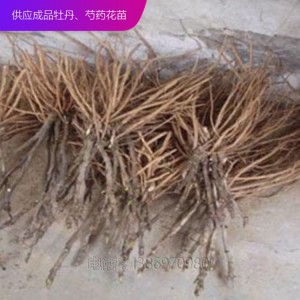 牡丹苗 牡丹种子 观赏牡丹苗 泰盛牡丹