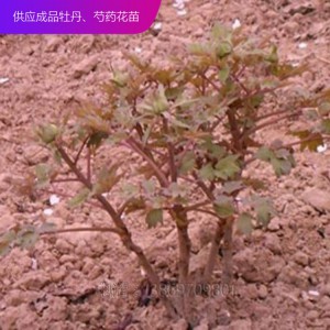 牡丹苗 牡丹种子 观赏牡丹苗 泰盛牡丹