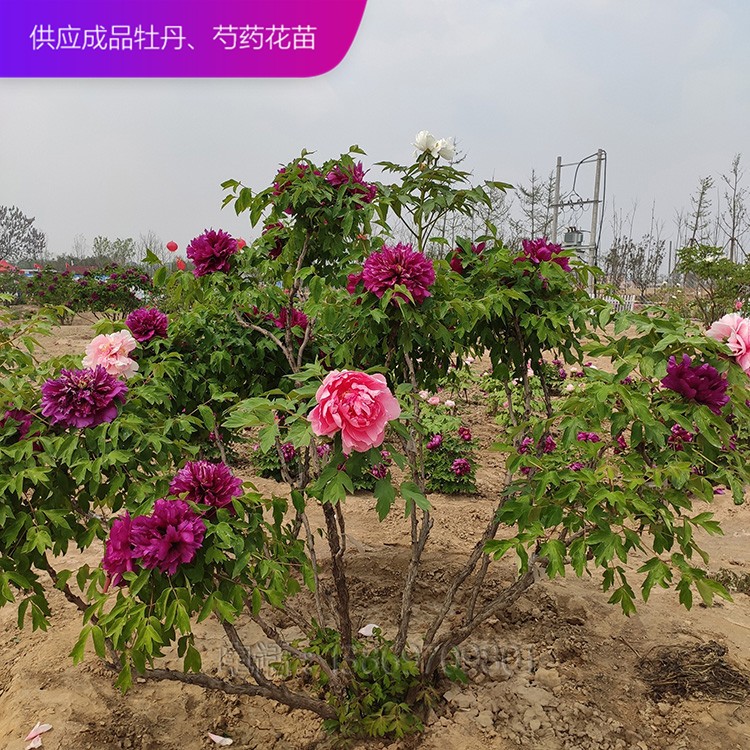 牡丹树 精品牡丹 泰盛牡丹 牡丹价格