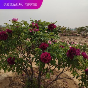 牡丹树 精品牡丹 泰盛牡丹 牡丹价格