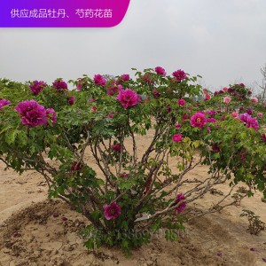 牡丹树 精品牡丹 泰盛牡丹 牡丹价格