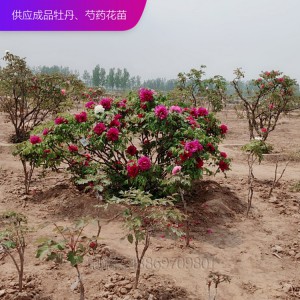 牡丹树 精品牡丹 泰盛牡丹 牡丹价格