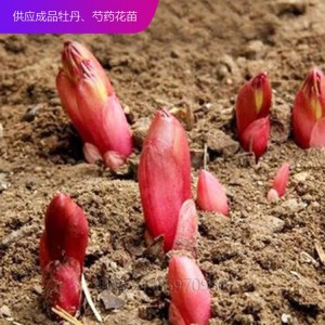 芍药种子 芍药芽 芍药苗 观赏芍药 芍药花苗