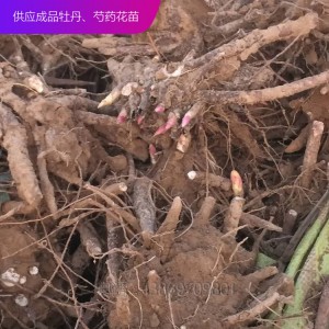 芍药种子 芍药芽 芍药苗 观赏芍药 芍药花苗