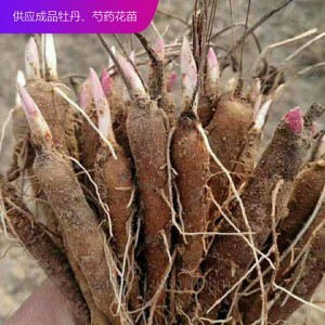 芍药种子 芍药芽 芍药苗 观赏芍药 芍药花苗