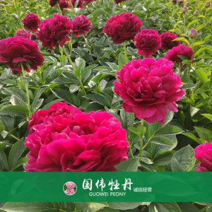 芍药价格 山东观赏牡丹 观赏芍药价格 牡丹芍药种植基地