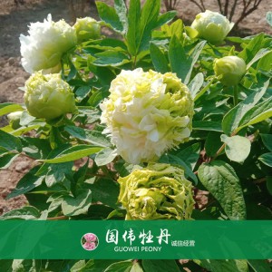 绿色牡丹 黄色牡丹 菏泽牡丹苗批发 牡丹苗出售