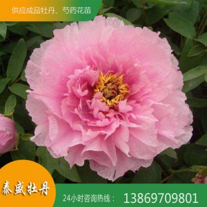 观赏牡丹花 菏泽精品牡丹 重瓣牡丹 泰盛牡丹
