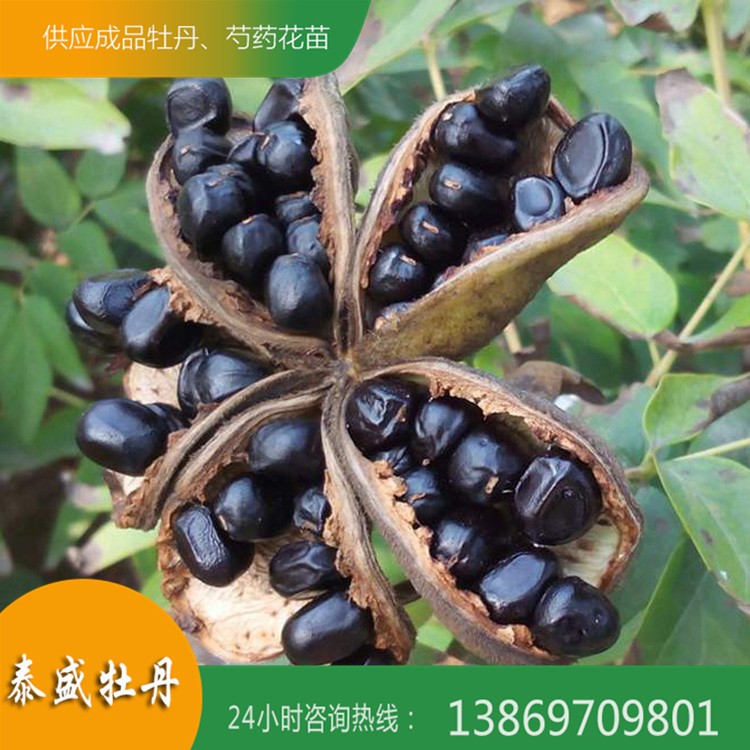 菏泽牡丹基地 观赏牡丹种子 油用牡丹籽 牡丹种子价格