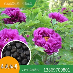 菏泽牡丹基地 观赏牡丹种子 油用牡丹籽 牡丹种子价格