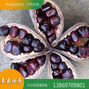 菏泽牡丹基地 观赏牡丹种子 油用牡丹籽 牡丹种子价格