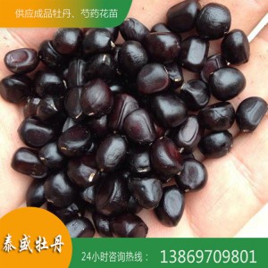 菏泽牡丹基地 观赏牡丹种子 油用牡丹籽 牡丹种子价格