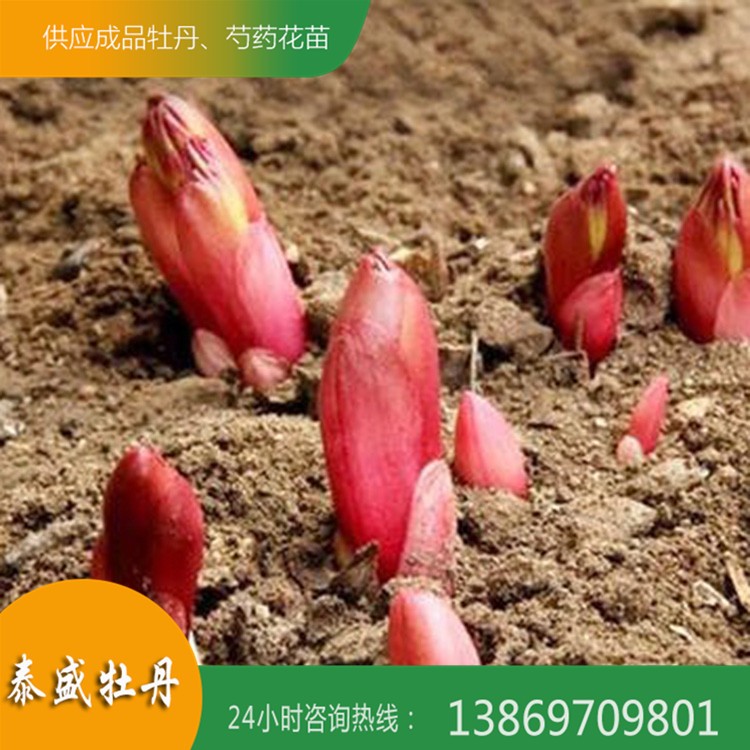 菏泽牡丹基地直供精品观赏芍药 芍药苗 芍药种子 芍药种苗 泰盛牡丹
