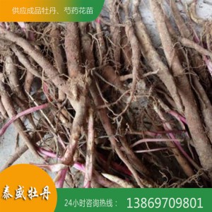 菏泽牡丹基地直供精品观赏芍药 芍药苗 芍药种子 芍药种苗 泰盛牡丹