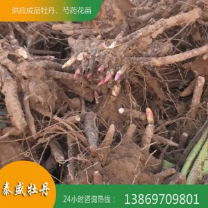 菏泽牡丹基地直供精品观赏芍药 芍药苗 芍药种子 芍药种苗 泰盛牡丹