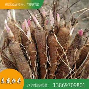 菏泽牡丹基地直供精品观赏芍药 芍药苗 芍药种子 芍药种苗 泰盛牡丹