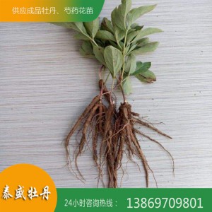 菏泽牡丹基地直供精品观赏芍药 芍药苗 芍药种子 芍药种苗 泰盛牡丹
