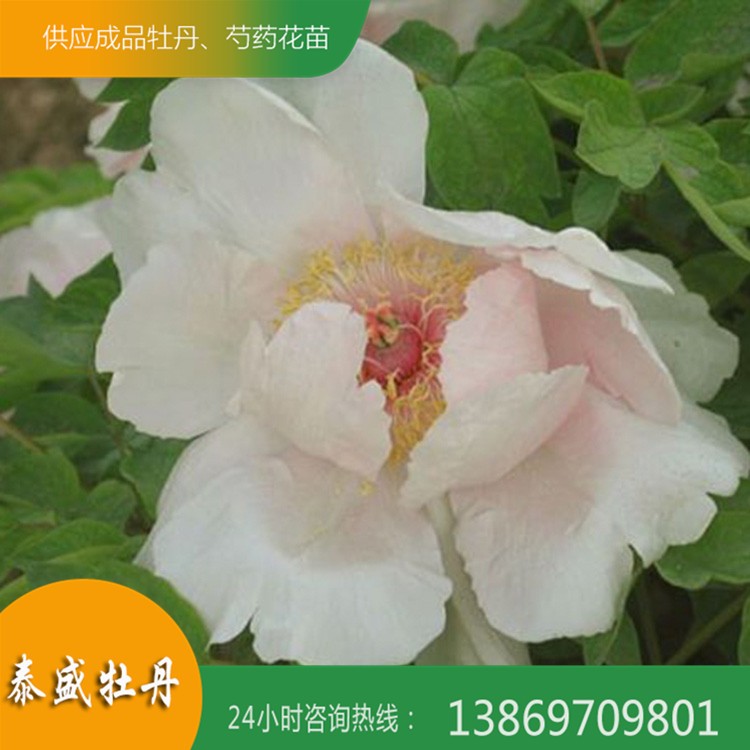 油用牡丹花 菏泽牡丹 油用牡丹种苗价格 泰盛牡丹