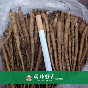 出售芍药苗 药用芍药苗 苗圃直销 现货供应
