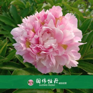 芍药价格 山东观赏牡丹 观赏芍药价格 牡丹芍药种植基地