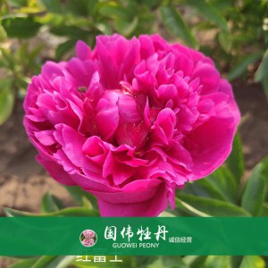 芍药价格 山东观赏牡丹 观赏芍药价格 牡丹芍药种植基地
