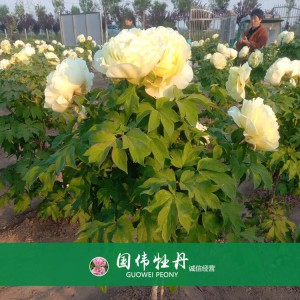 绿色牡丹 黄色牡丹 菏泽牡丹苗批发 牡丹苗出售
