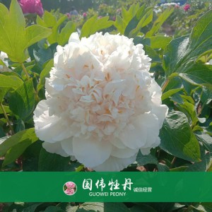 绿色牡丹 黄色牡丹 菏泽牡丹苗批发 牡丹苗出售