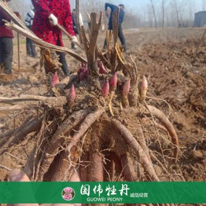 观赏芍药苗基地 芍药小苗 芍药种苗