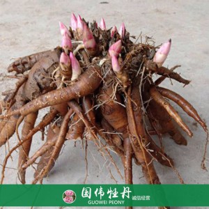 菏泽芍药苗芍药花苗销售 芍药种苗批发