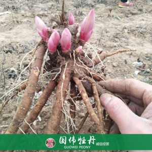 菏泽芍药苗芍药花苗销售 芍药种苗批发