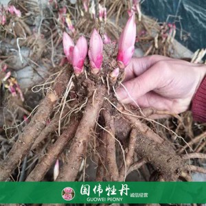 观赏芍药苗基地 芍药小苗 芍药种苗