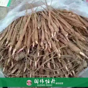 盆栽芍药种植基地 观赏芍药苗 药用芍药批发