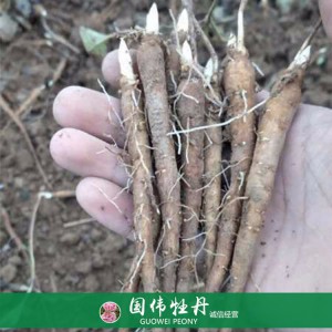 盆栽芍药种植基地 观赏芍药苗 药用芍药批发