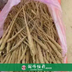 盆栽芍药种植基地 观赏芍药苗 药用芍药批发