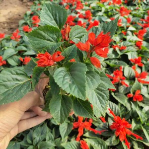 一串红花草  一串红盆栽   种植基地   厂家直供