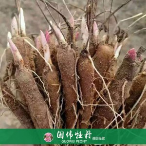 盆栽芍药种植基地 观赏芍药苗 药用芍药批发