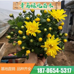 千头菊基地直供 双色盆菊花 各种盆栽菊花大量销售