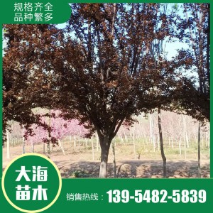 红叶李批发 红叶李销售 红叶李苗价格 树形优美