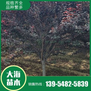 红叶李批发 红叶李销售 红叶李苗价格 树形优美