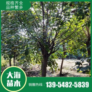 黄栌基地 黄栌价格 黄栌批发 大海苗木