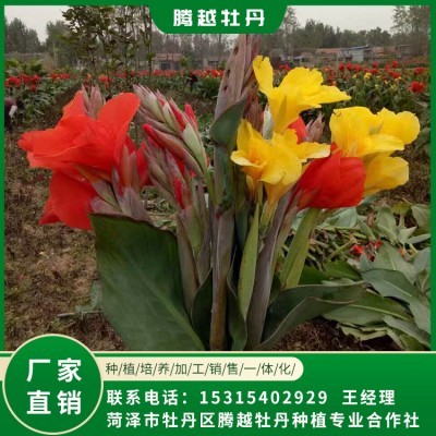 美人蕉 全国销售 存活率高 品种多 价格合理