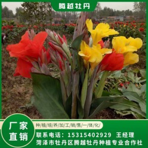美人蕉 全国销售 存活率高 品种多 价格合理