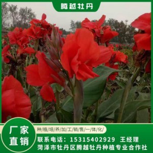 美人蕉 全国销售 存活率高 品种多 价格合理