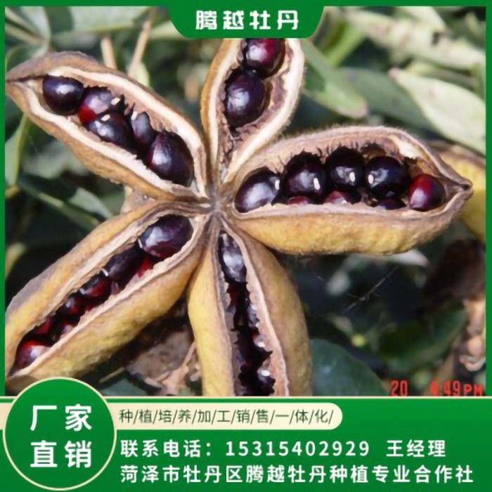 油用牡丹籽 油用牡丹苗 存活率高 品种多 价格合理