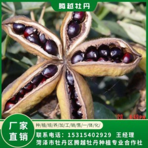 油用牡丹籽 油用牡丹苗 存活率高 品种多 价格合理