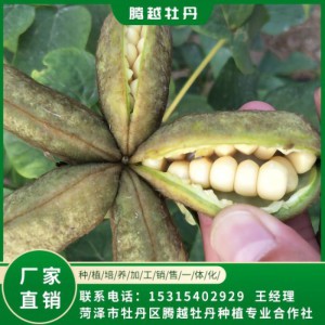 油用牡丹籽 油用牡丹苗 存活率高 品种多 价格合理