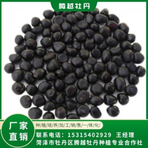 油用牡丹籽 油用牡丹苗 存活率高 品种多 价格合理
