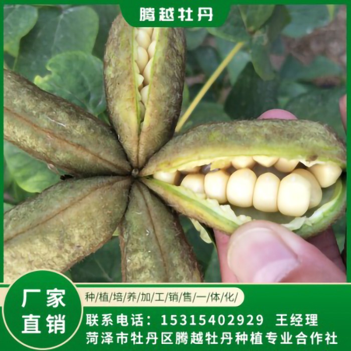 油用牡丹苗 全国销售 存活率高 品种多 价格合理