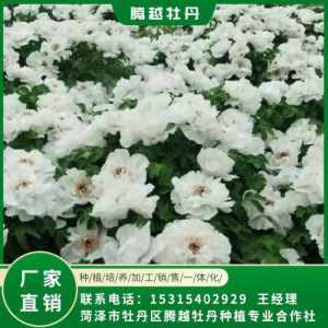 油用牡丹苗 全国销售 存活率高 品种多 价格合理